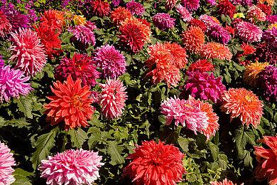 AMD FSR 4支持游戏增至65款 本周增加了28款